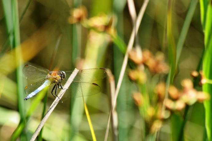 da identificare: Orthetrum coerulescens